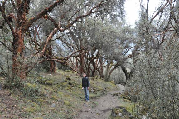 Atravessando bosque no último dia do trekking Santa Cruz, na Cordillera Blanca, região de Huaraz - Peru